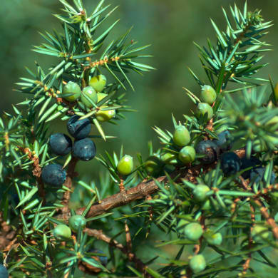 Juniper - Juniperus communis L.
