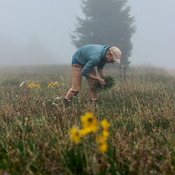 Medicinal herb garden & wild harvesting