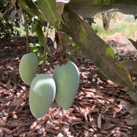 Essen, Obst, Produzieren, Mango, Blatt