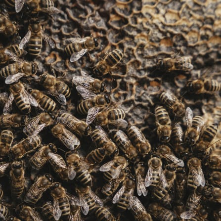 Tier, Biene, Honigbiene, Apidae, Hummel