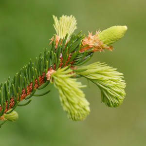 Fichte - Picea abies L.