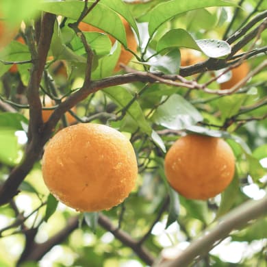 Bitterorange - Citrus aurantium amara L