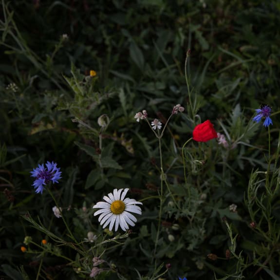 Gänseblümchen, Blume, Pflanze, Anemone, Blütenblatt