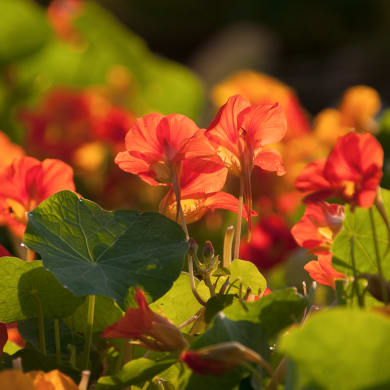 Kapuzinerkresse - Tropaeolum majus L.