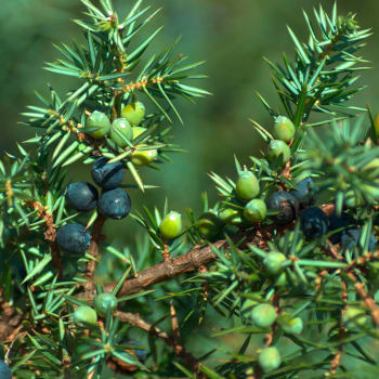 Wacholder - Juniperus communis L.