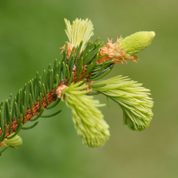 Fichte - Picea abies L.