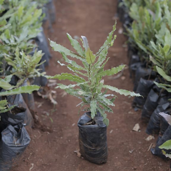 Boden, Pflanze, Pflanze im Topf, Blatt, Pflanzgefäß