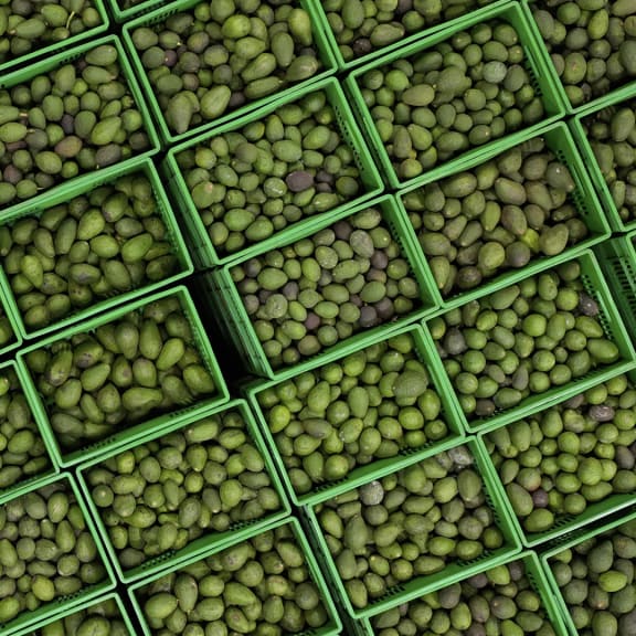 Food, Produce, Bean, Plant, Vegetable