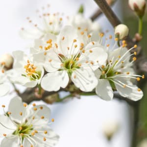Blackthorn - Prunus spinosa