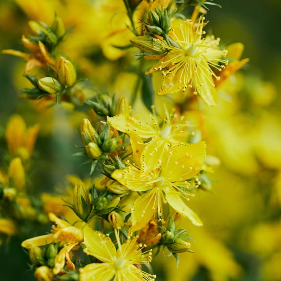 Plant, Pollen, Flower