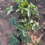 Leaf, Plant, Soil, Food, Produce