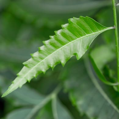Neem - Azadirachta indica