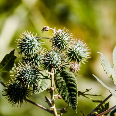 Rizinus - Ricinus communis L.