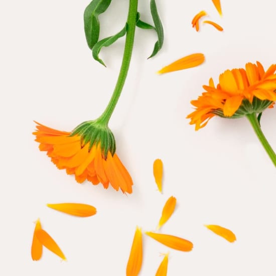 Ringelblume (Calendula officinalis) mit orangen Blütenblättern in Nahaufnahme