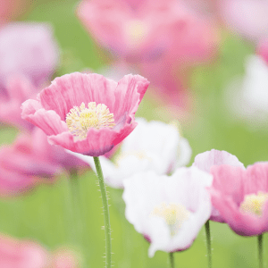 Weißmohn - Papaver somniferum L.