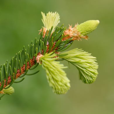 Norway Spruce - Picea abies L.