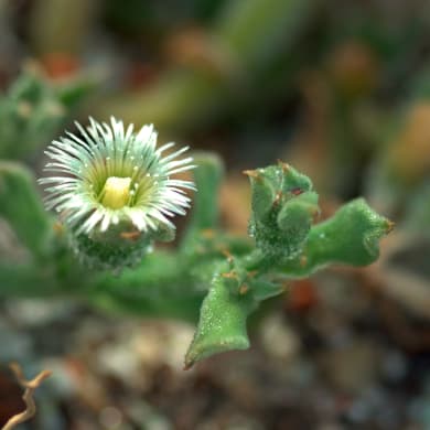 Ice Plant - Mesembryanthemum crystallinum L.