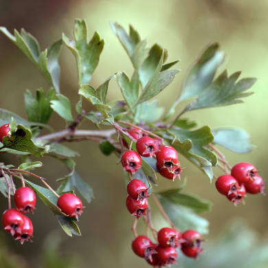 Hawthorn - Crataegus monogyna Jacq., Crataegus laeviagata Poir.