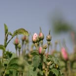 Bud, Flower, Rose, Acanthaceae, Geranium