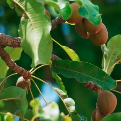 Shea Tree - Butyrospermum parkii