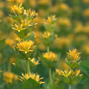 Enzian - Gentiana lutea L.