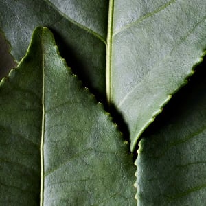Schwarzer Tee - Camellia sinensis