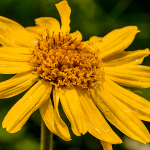 Arnika - Arnica montana L.