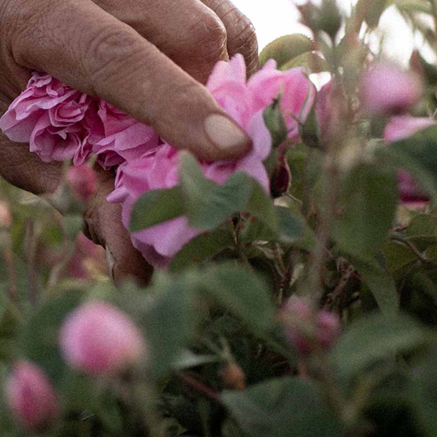 Damask rose - Rosa damascena - Harvest Damask rose - Rosa damascena - Harvest