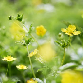 Blutwurz - Potentilla officinalis