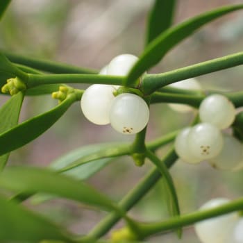 Mistel - Viscum album