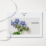 Blume, Geranie, Pflanze, Blatt, Blütenblatt