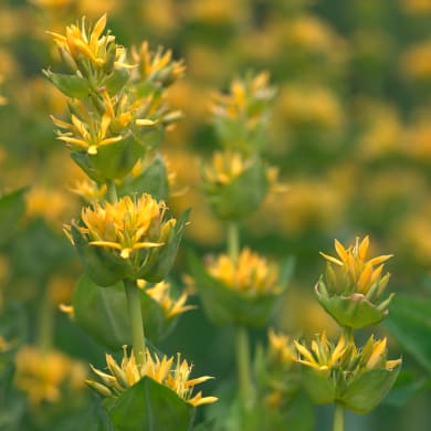 Enzian - Gentiana lutea L.