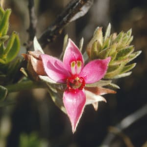 Ratanhia - Krameria triandra Ruiz et Pav.