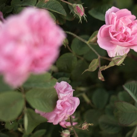 Blume, Pflanze, Rose, Geranie, Blütenblatt