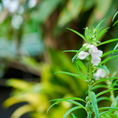 Sesam - Sesamum indicum L.