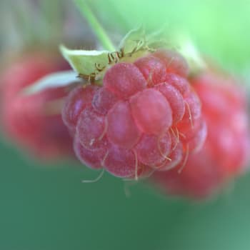Himbeere - Rubus idaeus L.