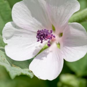 Eibisch - Althaea officinalis L.