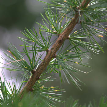 Lärche - Larix decidua Mill.