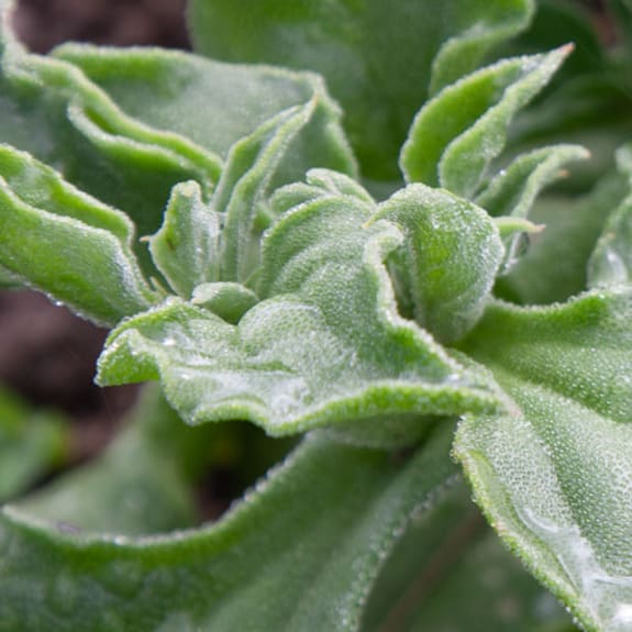 Blatt, Pflanze, Eis, Kräuter