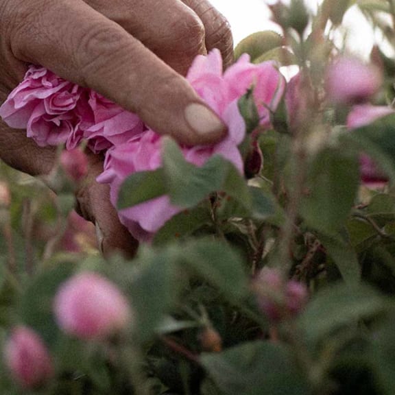 Damaszener Rose - Rosa damascena - Ernte