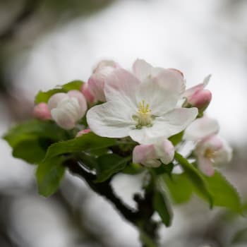 Apfel - Malus domestica Borkh.