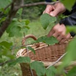 Blatt, Pflanze, Finger, Person, Garten