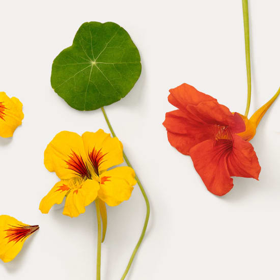 Nasturtium (Tropaeolum majus) showing orange and yellow flowers and round leaf