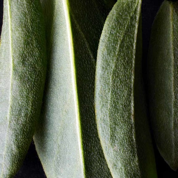 Kidney Vetch - Anthyllis vulneraria