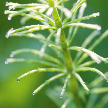 Ackerschachtelhalm - Equisetum arvense L.