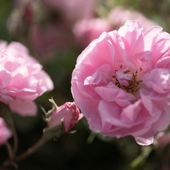 Medicinal herb garden with a focus on the rose
