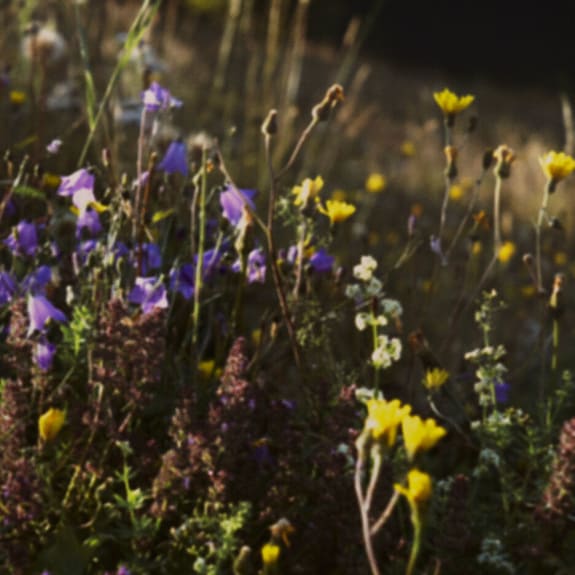 Augentrost (Euphrasia officinalis) mit violetten Blüten, Wiesen-Nahaufnahme