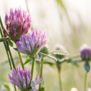 Red Clover - Trifolium pratense L.