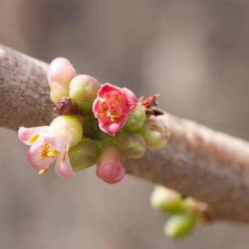 Myrrhe - Commiphora molmol Engl.