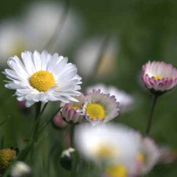 Gänseblümchen - Bellis perennis L.